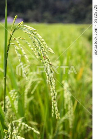 Rice field in Chiang Mai ,Thailand. Rice field in Chiang Mai ,Thailand. 58828329