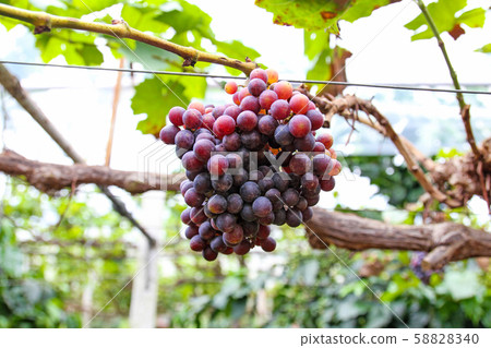 Grapes on plantations in Thailand. 58828340