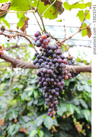 Grapes on plantations in Thailand. Grapes on plantations in Thailand. 58828341