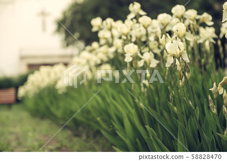 Iris flower blooming at church yard 58828470