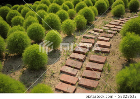 服部龍口城市綠化植物園（大阪市古田） 58828632