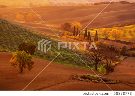 Tuscan fields and trees 58828778