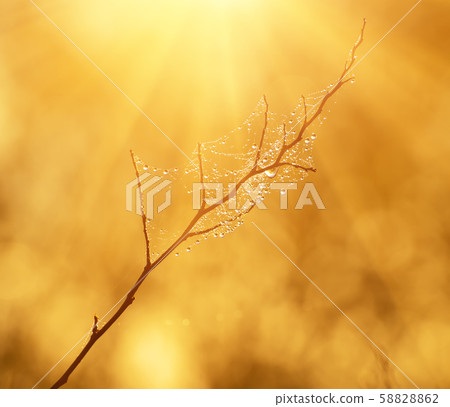 Tree twig with droplets Tree twig with droplets 58828862