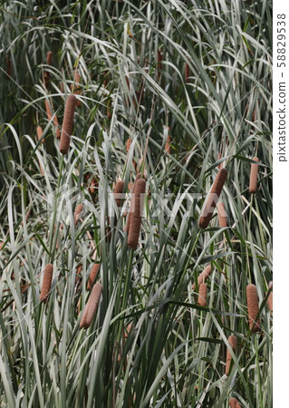 Autumn scenery (gama growing on the water) 58829538