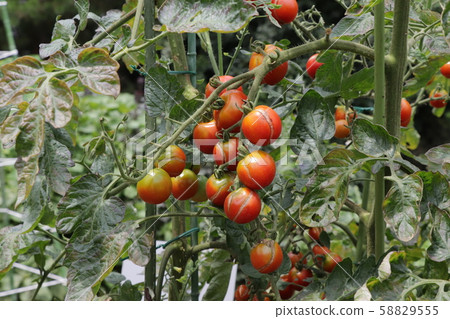 夏末(成熟的櫻桃番茄) 夏末(成熟的櫻桃番茄) 58829555