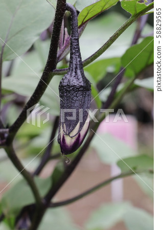 夏季蔬菜（茄子） 58829565
