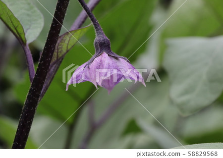 Summer vegetables (eggplant flowers) 58829568