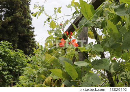 Safflower flower 58829592