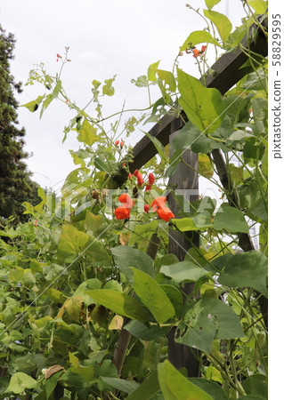 Safflower flower 58829595