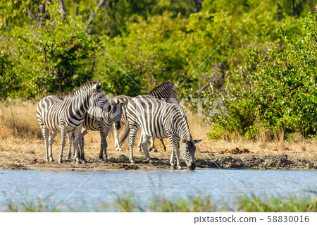 Zebra in bush, Botswana Africa wildlife 58830016