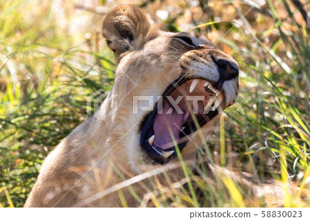 lion without a mane Botswana Africa safari lion without a mane Botswana Africa safari 58830023