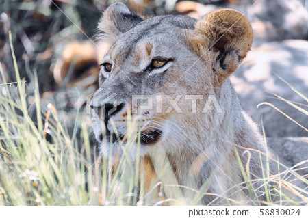 lion without a mane Botswana Africa safari lion without a mane Botswana Africa safari 58830024