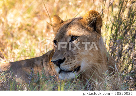 lion without a mane Botswana Africa safari lion without a mane Botswana Africa safari 58830025
