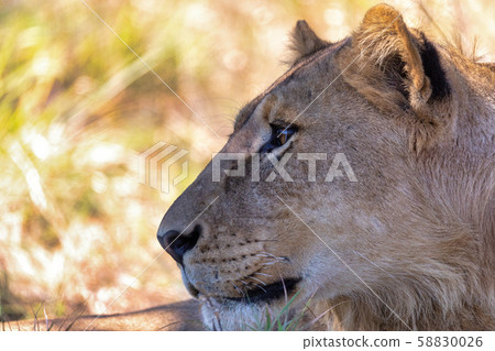 lion without a mane Botswana Africa safari lion without a mane Botswana Africa safari 58830026