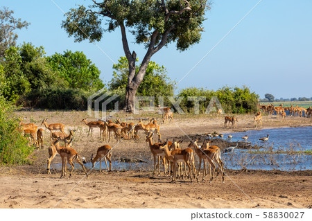 drinking herd of impala in Chobe, Botswana drinking herd of impala in Chobe, Botswana 58830027