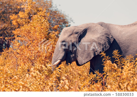 African Elephant in Chobe, Botswana safari 58830033