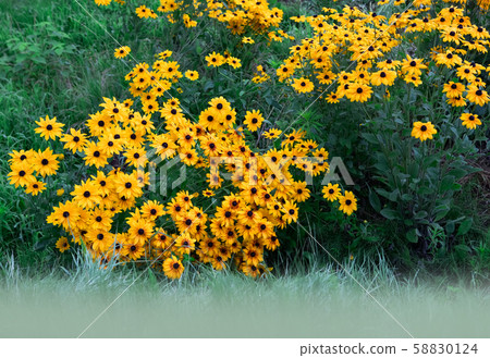 It is a flower landscape of inulin, an ingredient of Jerusalem artichoke that is currently being talked about in the supplement industry. Hiroshima 58830124