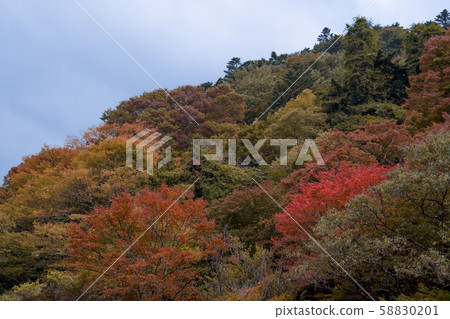 Beautiful view of colorful trees on the mountain. Autumn nature landscape Beautiful view of colorful trees on the mountain. Autumn nature landscape 58830201