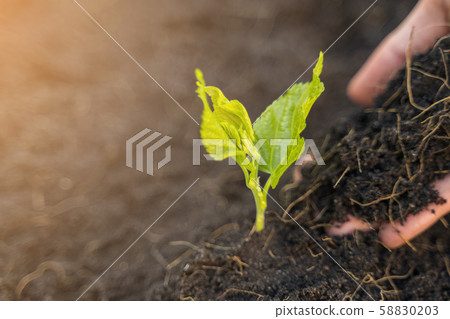 Close up of farmer hand planting young tree with soil 58830203