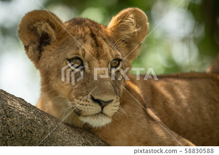 Close-up of lion cub lying in branches Close-up of lion cub lying in branches 58830588