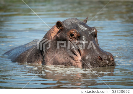 Close-up of hippo eyeing camera in river 58830692
