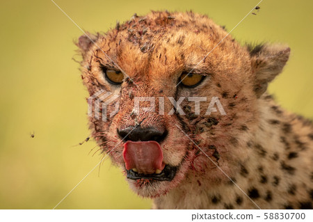 Close-up of flies buzzing around bloody cheetah Close-up of flies buzzing around bloody cheetah 58830700