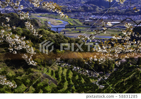 伊豆的佐藤山風景，櫻桃和普通話的梯田 58831285