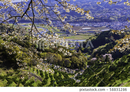 伊豆的佐藤山風景,櫻桃和普通話的梯田 伊豆的佐藤山風景,櫻桃和普通話的梯田 58831286