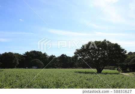 Buckwheat field Hitachi Seaside Park Ibaraki 58831627