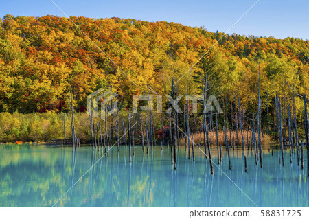 Autumn blue pond Hokkaido Biei 58831725