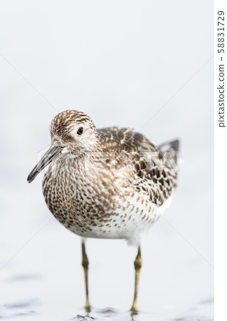 Yellow-tailed young bird 58831729