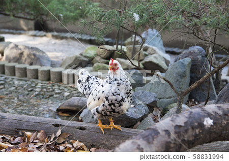 Chiba Go Stone 58831994