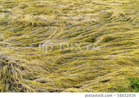 Paddy field after the typhoon Fukushima Tenei Paddy field after the typhoon Fukushima Tenei 58832016