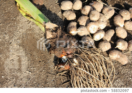 Taro relative Taro relative 58832097