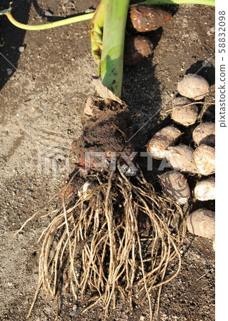 Taro relative Taro relative 58832098
