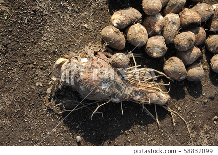 Taro relative Taro relative 58832099