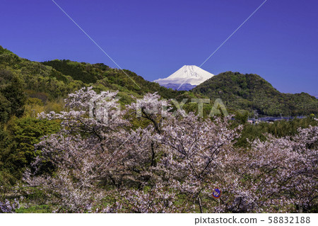 （靜岡縣）神奈川縣櫻花公園，盛開的櫻花和富士山 58832188