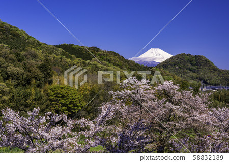 （靜岡縣）神奈川縣櫻花公園，盛開的櫻花和富士山 58832189