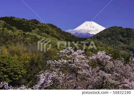 (Shizuoka Prefecture) Kanogawa Sakura Park, cherry blossoms in full bloom and Mt. Fuji (Shizuoka Prefecture) Kanogawa Sakura Park, cherry blossoms in full bloom and Mt. Fuji 58832190