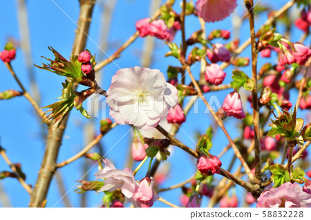 A photo of a close-up of a flower blooming on a branch of a cherry tree, which is estimated to be red A photo of a close-up of a flower blooming on a branch of a cherry tree, which is estimated to be red 58832228