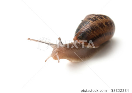closeup of snail on white background closeup of snail on white background 58832284