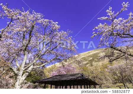 (Shizuoka Prefecture) Omuroyama / Sakura no Sato Cherry 58832877