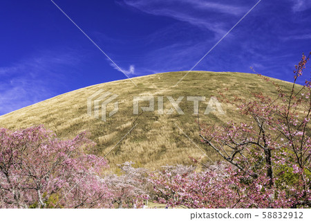 (靜岡縣)大室山/櫻之裡櫻花 (靜岡縣)大室山/櫻之裡櫻花 58832912