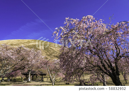 さくらページ カード検索 ｜ Z/X - Zillions of enemy X - ゼクス公式サイト