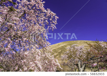 (Shizuoka Prefecture) Omuroyama / Sakura no Sato Cherry (Shizuoka Prefecture) Omuroyama / Sakura no Sato Cherry 58832933