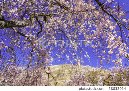 (Shizuoka Prefecture) Omuroyama / Sakura no Sato Cherry 58832934