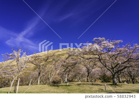 (Shizuoka Prefecture) Omuroyama / Sakura no Sato Cherry (Shizuoka Prefecture) Omuroyama / Sakura no Sato Cherry 58832943