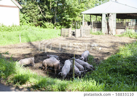 Pig farming 58833110