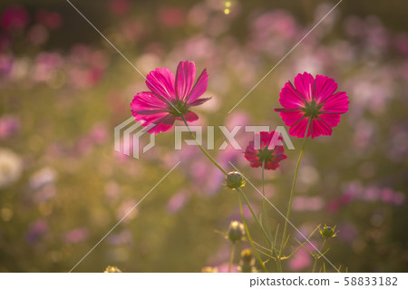 Autumn Cosmos Autumn Cosmos 58833182