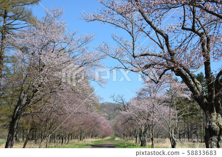 Shizukaishi intercity road Road of cherry blossoms Shizukaishi intercity road Road of cherry blossoms 58833683